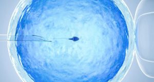 imagen de una inseminación artificial vista por un microscopio