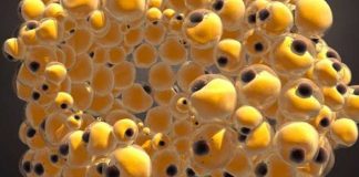 Estudios convierten células de cáncer de mama en grasa